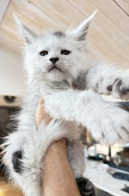 Billabong Chatterie MAKATEA Maine Coon