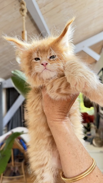 Big Biscuit Chatterie MAKATEA Maine Coon