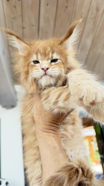 Big Biscuit Chatterie MAKATEA Maine Coon