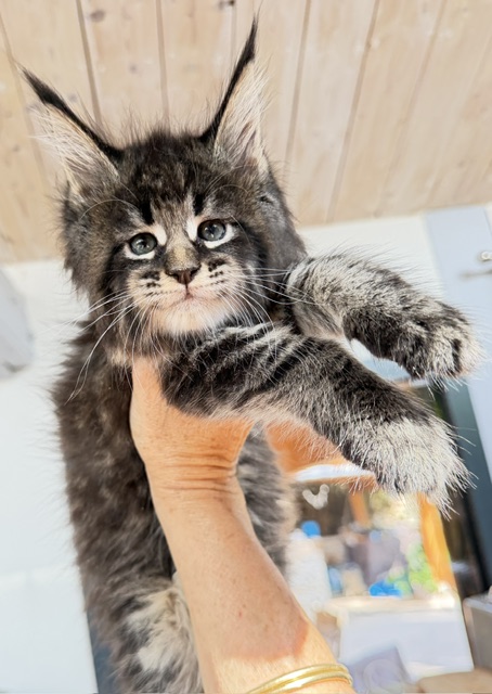 Boston Blaze Chatterie MAKATEA Maine Coon