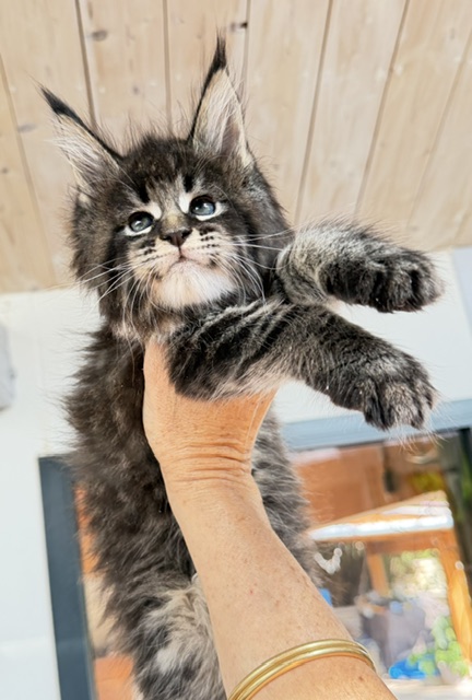 Boston Blaze Chatterie MAKATEA Maine Coon