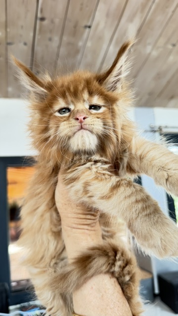 Bourbon Sunrise Chatterie MAKATEA Maine Coon