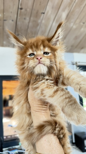 Bourbon Sunrise Chatterie MAKATEA Maine Coon