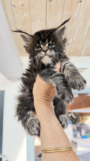 Buddy Bear  Chatterie MAKATEA Maine Coon