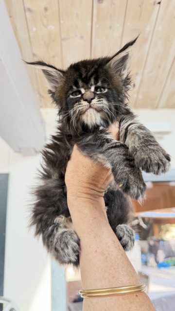 Buddy Bear  Chatterie MAKATEA Maine Coon