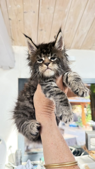 Buttercup Dream  Chatterie MAKATEA Maine Coon