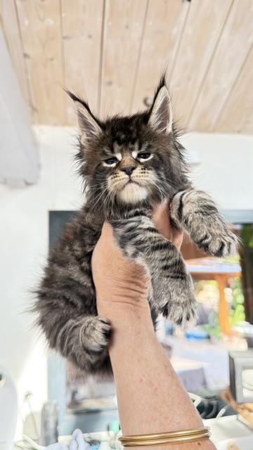 Buttercup Dream  Chatterie MAKATEA Maine Coon