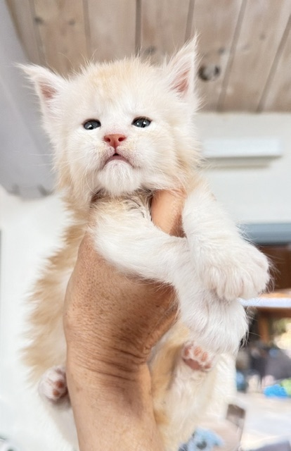 Butter Macaron Chatterie MAKATEA Maine Coon