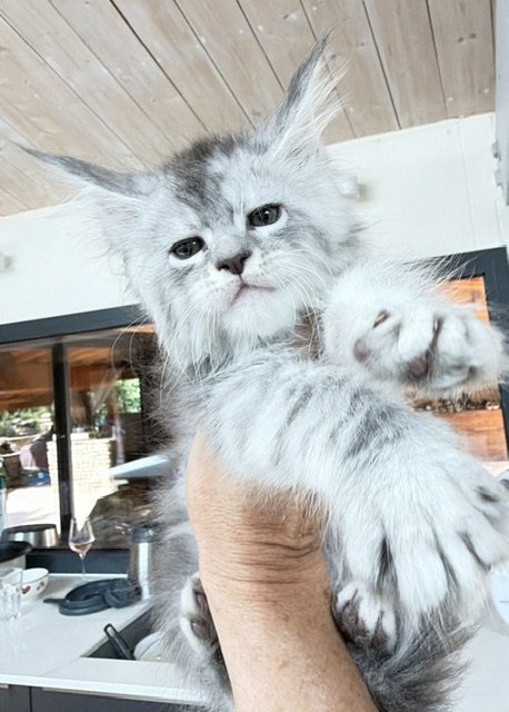 Blue Ocean Chatterie MAKATEA Maine Coon