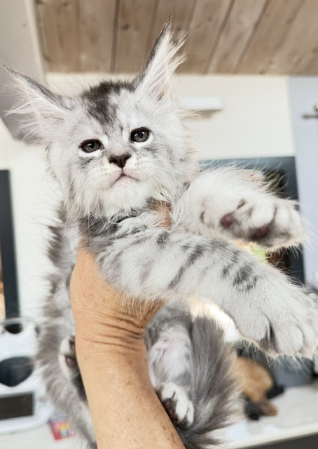 Blue Ocean Chatterie MAKATEA Maine Coon