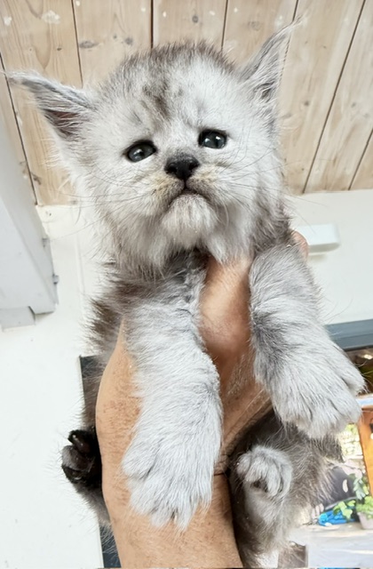 Banquise Chantilly Chatterie MAKATEA Maine Coon