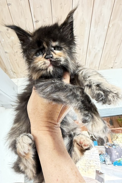 Berry Honeybee Chatterie MAKATEA Maine Coon