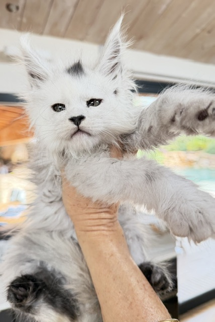Billabong Chatterie MAKATEA Maine Coon