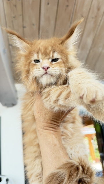 Big Biscuit Chatterie MAKATEA Maine Coon