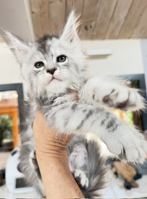 Blue Ocean Chatterie MAKATEA Maine Coon