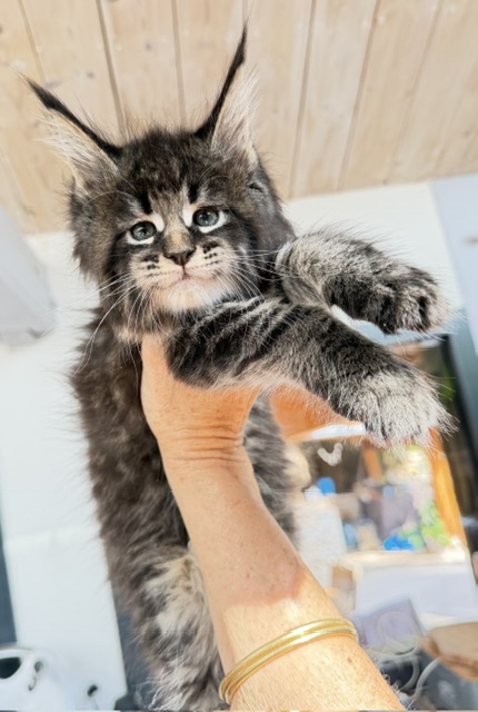 Boston Blaze Chatterie MAKATEA Maine Coon