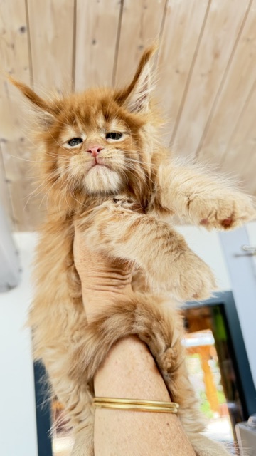 Bourbon Sunrise Chatterie MAKATEA Maine Coon