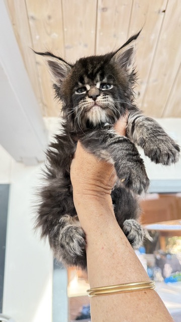 Buddy Bear  Chatterie MAKATEA Maine Coon