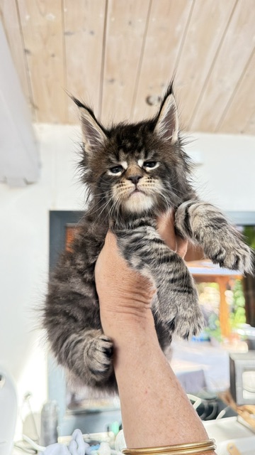 Buttercup Dream  Chatterie MAKATEA Maine Coon