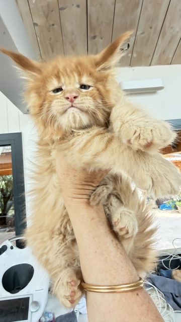 Big Red Chatterie MAKATEA Maine Coon