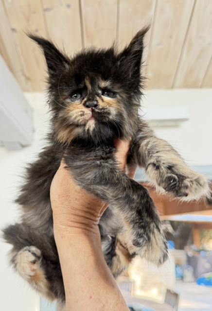 Berry Honeybee Chatterie MAKATEA Maine Coon