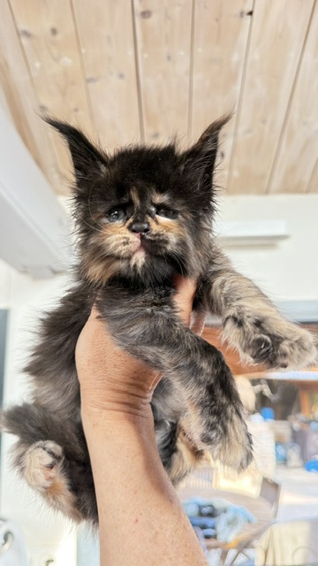 Berry Honeybee Chatterie MAKATEA Maine Coon