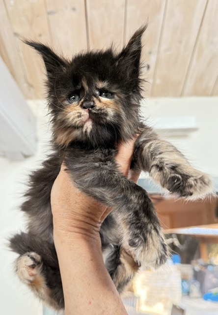 Berry Honeybee Chatterie MAKATEA Maine Coon