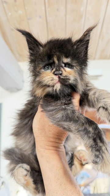 Berry Honeybee Chatterie MAKATEA Maine Coon