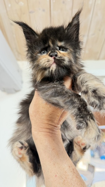 Berry Honeybee Chatterie MAKATEA Maine Coon