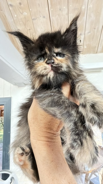 Berry Honeybee Chatterie MAKATEA Maine Coon