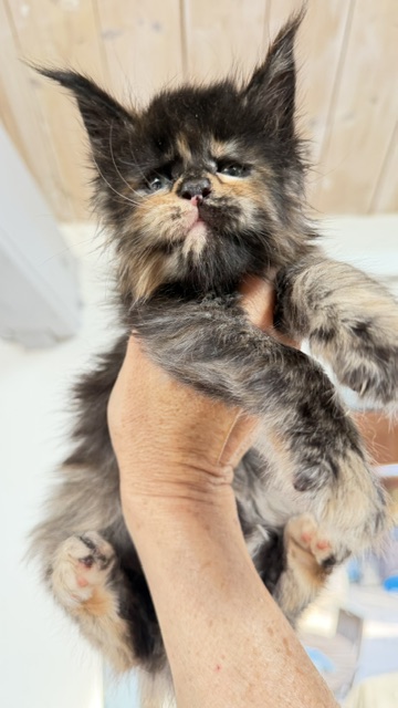 Berry Honeybee Chatterie MAKATEA Maine Coon