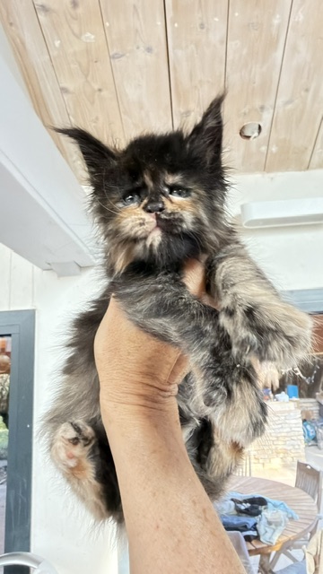 Berry Honeybee Chatterie MAKATEA Maine Coon