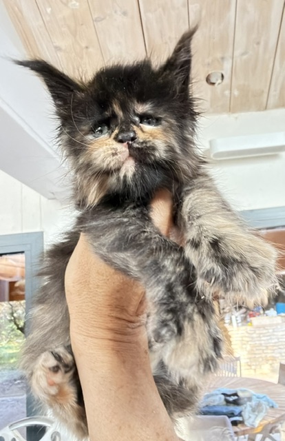 Berry Honeybee Chatterie MAKATEA Maine Coon
