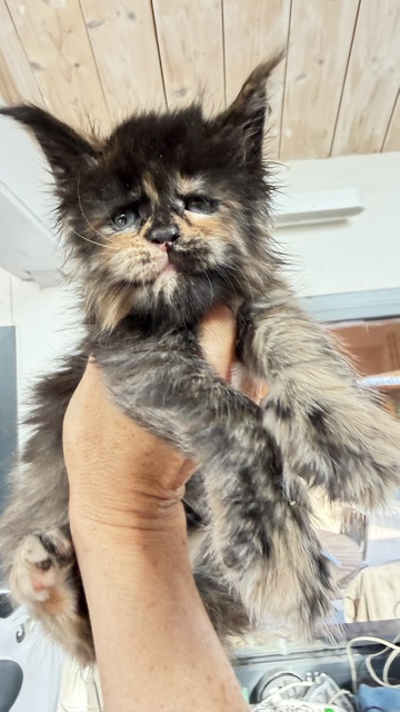 Berry Honeybee Chatterie MAKATEA Maine Coon