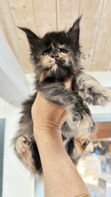 Berry Honeybee Chatterie MAKATEA Maine Coon