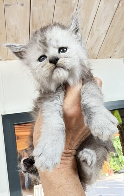 Banquise Chantilly Chatterie MAKATEA Maine Coon