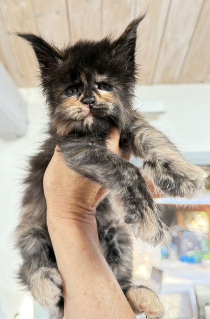 Berry Honeybee Chatterie MAKATEA Maine Coon