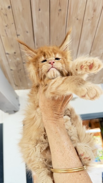 Big Red Chatterie MAKATEA Maine Coon