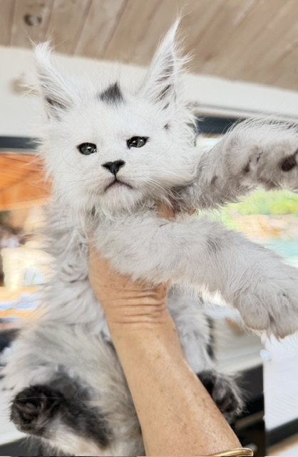 Billabong Chatterie MAKATEA Maine Coon