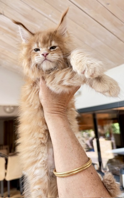 Big Biscuit Chatterie MAKATEA Maine Coon