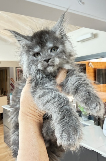 Blueberry Chatterie MAKATEA Maine Coon