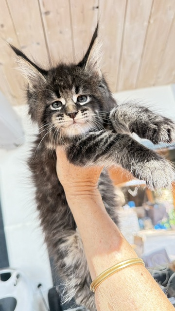 Boston Blaze Chatterie MAKATEA Maine Coon