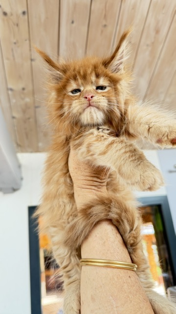 Bourbon Sunrise Chatterie MAKATEA Maine Coon
