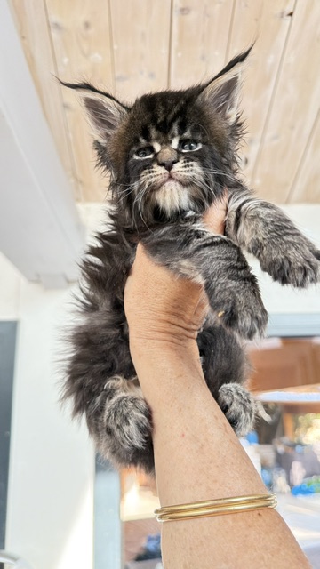 Buddy Bear  Chatterie MAKATEA Maine Coon
