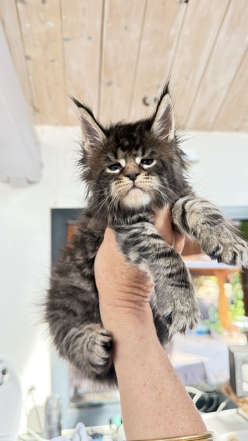 Buttercup Dream  Chatterie MAKATEA Maine Coon