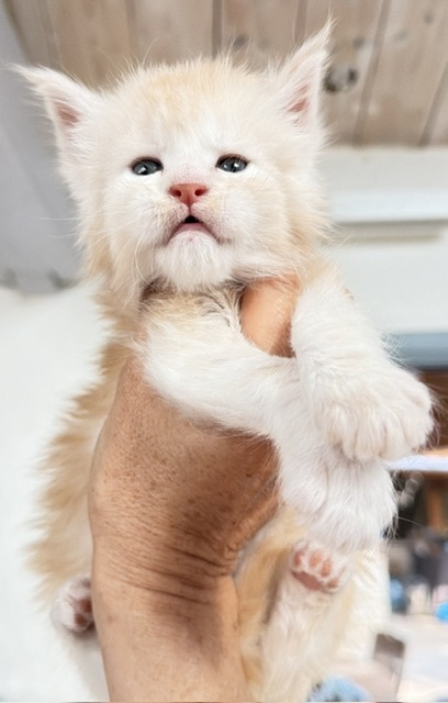 Butter Macaron Chatterie MAKATEA Maine Coon
