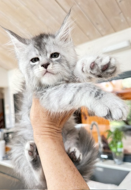 Blue Ocean Chatterie MAKATEA Maine Coon