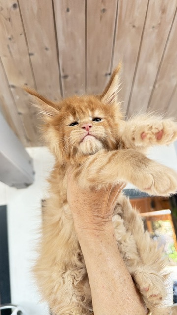 Big Red Chatterie MAKATEA Maine Coon