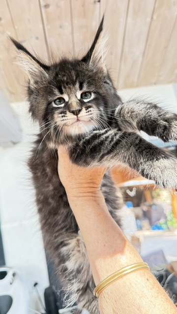 Boston Blaze Chatterie MAKATEA Maine Coon