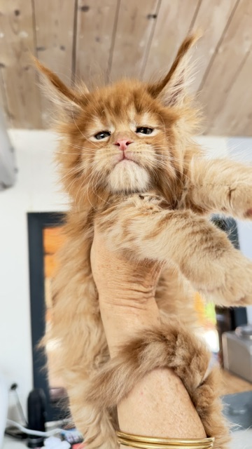 Bourbon Sunrise Chatterie MAKATEA Maine Coon
